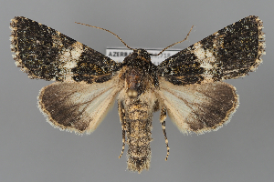  (Hadena staudingeri - BGE_MZH_LEP_2291)  @11 [ ] CreativeCommons - Attribution Non-Commercial Share-Alike (2025) Leo Vahatalo University of Helsinki