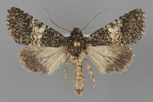  ( - BGE_MZH_LEP_2292)  @11 [ ] CreativeCommons - Attribution Non-Commercial Share-Alike (2025) Leo Vahatalo University of Helsinki