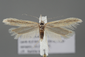  ( - BGE_MZH_LEP_2325)  @11 [ ] CreativeCommons - Attribution Non-Commercial Share-Alike (2025) Leo Vahatalo University of Helsinki