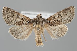  (Hadena inexpectata - BGE_MZH_LEP_2340)  @11 [ ] CreativeCommons - Attribution Non-Commercial Share-Alike (2025) Leo Vahatalo University of Helsinki