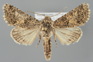  (Hadena rjabovi - BGE_MZH_LEP_2341)  @11 [ ] CreativeCommons - Attribution Non-Commercial Share-Alike (2025) Leo Vahatalo University of Helsinki