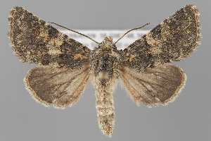  (Hadena pseudoclara - BGE_MZH_LEP_2342)  @11 [ ] CreativeCommons - Attribution Non-Commercial Share-Alike (2025) Leo Vahatalo University of Helsinki