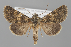  (Hadena hyrcanoides - BGE_MZH_LEP_2343)  @11 [ ] CreativeCommons - Attribution Non-Commercial Share-Alike (2025) Leo Vahatalo University of Helsinki