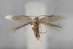  (Bucculatrix lerchianella - BGE_MZH_LEP_2351)  @11 [ ] CreativeCommons - Attribution Non-Commercial Share-Alike (2025) Leo Vahatalo University of Helsinki