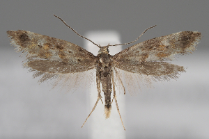  ( - BGE_MZH_LEP_2373)  @11 [ ] CreativeCommons - Attribution Non-Commercial Share-Alike (2025) Leo Vahatalo University of Helsinki