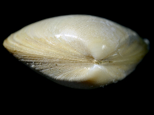  ( - ILVO022)  @11 [ ] CC BY-NC-ND 4.0 (2018) Hans Hillewaert Flanders Research Institute for agriculture, fisheries and food