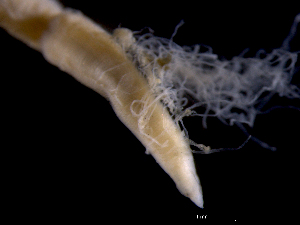  (Caulleriella alata - ILVO072)  @11 [ ] CC BY-NC-ND 4.0 (2018) Hans Hillewaert Flanders Research Institute for agriculture, fisheries and food