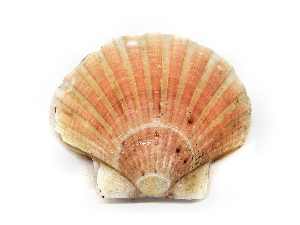  ( - ILVO133)  @11 [ ] CC BY-NC-ND 4.0 (2018) Hans Hillewaert Flanders Research Institute for agriculture, fisheries and food