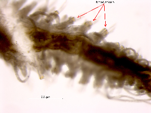  (Streptodonta pterochaeta - ILVO181)  @11 [ ] CC BY-NC-ND 4.0 (2018) Hans Hillewaert Flanders Research Institute for agriculture, fisheries and food