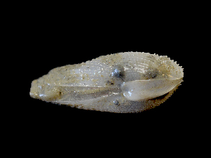  ( - ILVO197)  @11 [ ] CC BY-NC-ND 4.0 (2018) Hans Hillewaert Flanders Research Institute for agriculture, fisheries and food