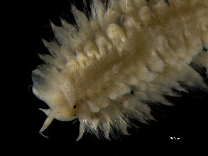  ( - ILVO272)  @11 [ ] CC BY-NC-ND 4.0 (2019) Hans Hillewaert Flanders Research Institute for agriculture, fisheries and food