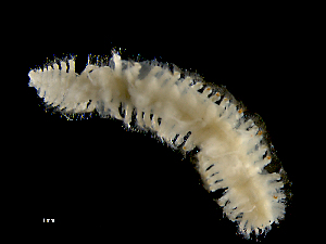  ( - ILVO281)  @11 [ ] CC BY-NC-ND 4.0 (2019) Hans Hillewaert Flanders Research Institute for agriculture, fisheries and food
