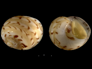  ( - ILVO315)  @11 [ ] CC BY-NC-ND 4.0 (2019) Hans Hillewaert Flanders Research Institute for agriculture, fisheries and food