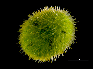  ( - ILVO334)  @11 [ ] CC BY-NC-ND 4.0 (2019) Hans Hillewaert Flanders Research Institute for agriculture, fisheries and food