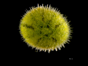  ( - ILVO335)  @11 [ ] CC BY-NC-ND 4.0 (2019) Hans Hillewaert Flanders Research Institute for agriculture, fisheries and food
