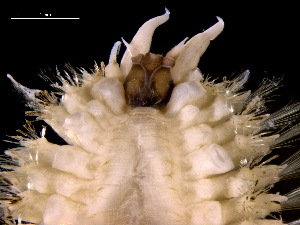  (Malmgrenia darbouxi - ILVO402)  @11 [ ] CC BY-NC-ND 4.0 (2022) Hans Hillewaert Flanders Research Institute for agriculture, fisheries and food