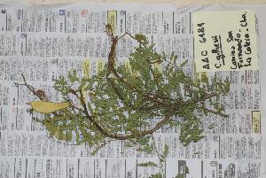  ( - CG1Calera)  @11 [ ] CreativeCommons - Attribution (2018) Andrea Cocucci IMBIV