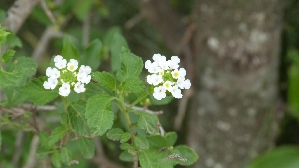  (Lantana grisebachii - MED18)  @11 [ ] CreativeCommons - Attribution (2018) ME Drewniak IMBIV