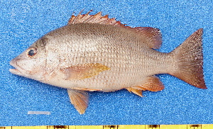  ( - CABD9-09)  @11 [ ] copyright © (2024) Philippe BÉAREZ Muséum national d'histoire naturelle