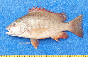  ( - CABD9-11)  @11 [ ] copyright © (2024) Philippe BÉAREZ Muséum national d'histoire naturelle