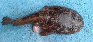  ( - CPA104)  @11 [ ] copyright © (2025) Emmanuel Nguessan Kouame University Nangui Abrogoua