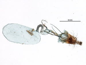  ( - IM07-0334)  @12 [ ] CreativeCommons - Attribution (2018) CBG Photography Group Centre for Biodiversity Genomics