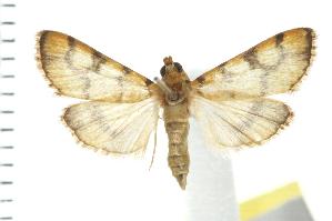  ( - IM08-0361)  @11 [ ] CreativeCommons - Attribution (2008) CBG Photography Group Centre for Biodiversity Genomics