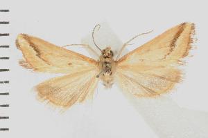  ( - IM07-0518)  @12 [ ] CreativeCommons - Attribution (2008) CBG Photography Group Centre for Biodiversity Genomics