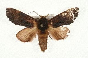  ( - IM07-0022)  @13 [ ] CreativeCommons - Attribution (2010) CBG Photography Group Centre for Biodiversity Genomics