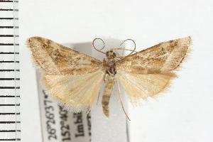  ( - IM07-0801)  @13 [ ] CreativeCommons - Attribution (2008) CBG Photography Group Centre for Biodiversity Genomics