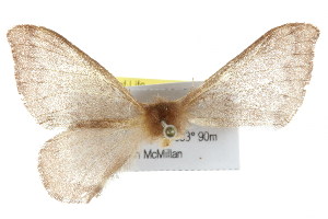  ( - IM08-2650)  @12 [ ] CreativeCommons - Attribution (2011) CBG Photography Group Centre for Biodiversity Genomics