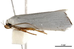  ( - BIOUG44550-F08)  @11 [ ] CreativeCommons - Attribution (2018) CBG Photography Group Centre for Biodiversity Genomics