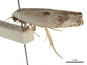  ( - BIOUG44857-A06)  @11 [ ] CreativeCommons - Attribution (2018) CBG Photography Group Centre for Biodiversity Genomics