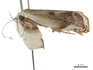  ( - BIOUG44857-A07)  @11 [ ] CreativeCommons - Attribution (2018) CBG Photography Group Centre for Biodiversity Genomics