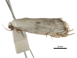  ( - BIOUG44857-A08)  @11 [ ] CreativeCommons - Attribution (2018) CBG Photography Group Centre for Biodiversity Genomics