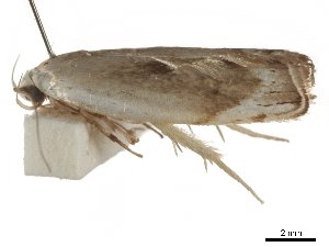  ( - BIOUG44857-A09)  @11 [ ] CreativeCommons - Attribution (2018) CBG Photography Group Centre for Biodiversity Genomics