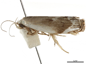  ( - BIOUG44857-A10)  @11 [ ] CreativeCommons - Attribution (2018) CBG Photography Group Centre for Biodiversity Genomics