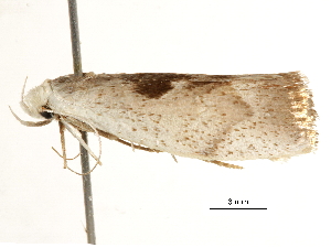  ( - BIOUG44857-E01)  @11 [ ] CreativeCommons - Attribution (2018) CBG Photography Group Centre for Biodiversity Genomics