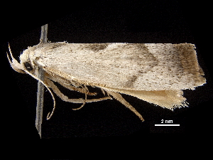  ( - BIOUG44857-E04)  @11 [ ] CreativeCommons - Attribution (2018) CBG Photography Group Centre for Biodiversity Genomics
