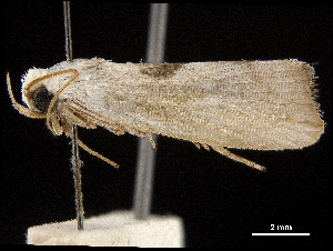 ( - BIOUG44857-F02)  @11 [ ] CreativeCommons - Attribution (2018) CBG Photography Group Centre for Biodiversity Genomics