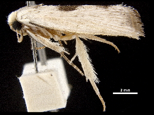  ( - BIOUG44857-F08)  @11 [ ] CreativeCommons - Attribution (2018) CBG Photography Group Centre for Biodiversity Genomics