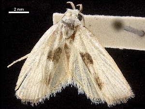  ( - BIOUG44857-F09)  @11 [ ] CreativeCommons - Attribution (2018) CBG Photography Group Centre for Biodiversity Genomics