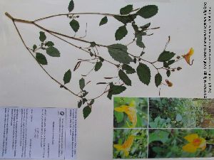  (Balsaminaceae - Ori7)  @11 [ ] Copyright (c)  renejosue.monzalvolopez@siu.edu Unspecified