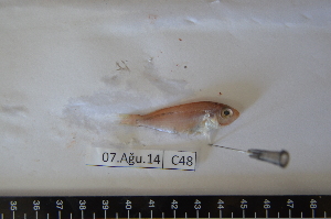  ( - IMSC48)  @11 [ ] Unspecified (default): All Rights Reserved  Unspecified Middle East Technical University, Institute of Marine Sciences, Mersin, TURKEY