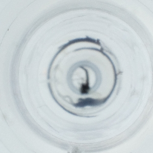  ( - IMSP_024_H1)  @11 [ ] by  Genome Research Ltd as Wellcome Sanger Institute Genome Research Limited operating as Wellcome Sanger Institute