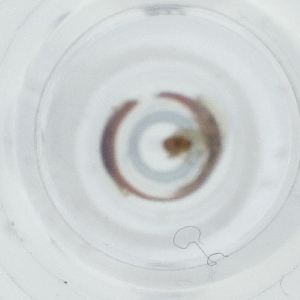  ( - IMSP_026_A3)  @11 [ ] by  Genome Research Ltd as Wellcome Sanger Institute Genome Research Limited operating as Wellcome Sanger Institute