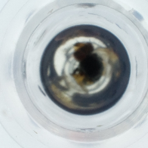  ( - IMSP_032_G7)  @11 [ ] by  Genome Research Ltd as Wellcome Sanger Institute Genome Research Limited operating as Wellcome Sanger Institute