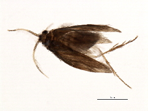  (Orthotrichia CJG sp. IN3 - 04INCAD-153)  @13 [ ] CreativeCommons - Attribution (2010) CBG Photography Group Centre for Biodiversity Genomics