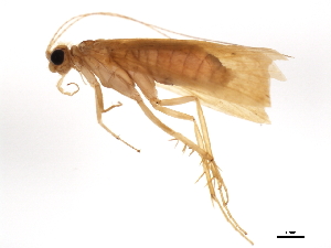  (Cheumatopsyche charybdis - 04INCAD-227)  @14 [ ] CreativeCommons - Attribution (2010) CBG Photography Group Centre for Biodiversity Genomics