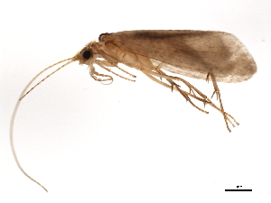  (Cheumatopsyche CJG sp. IN1 - 04INCAD-239)  @13 [ ] CreativeCommons - Attribution (2010) CBG Photography Group Centre for Biodiversity Genomics